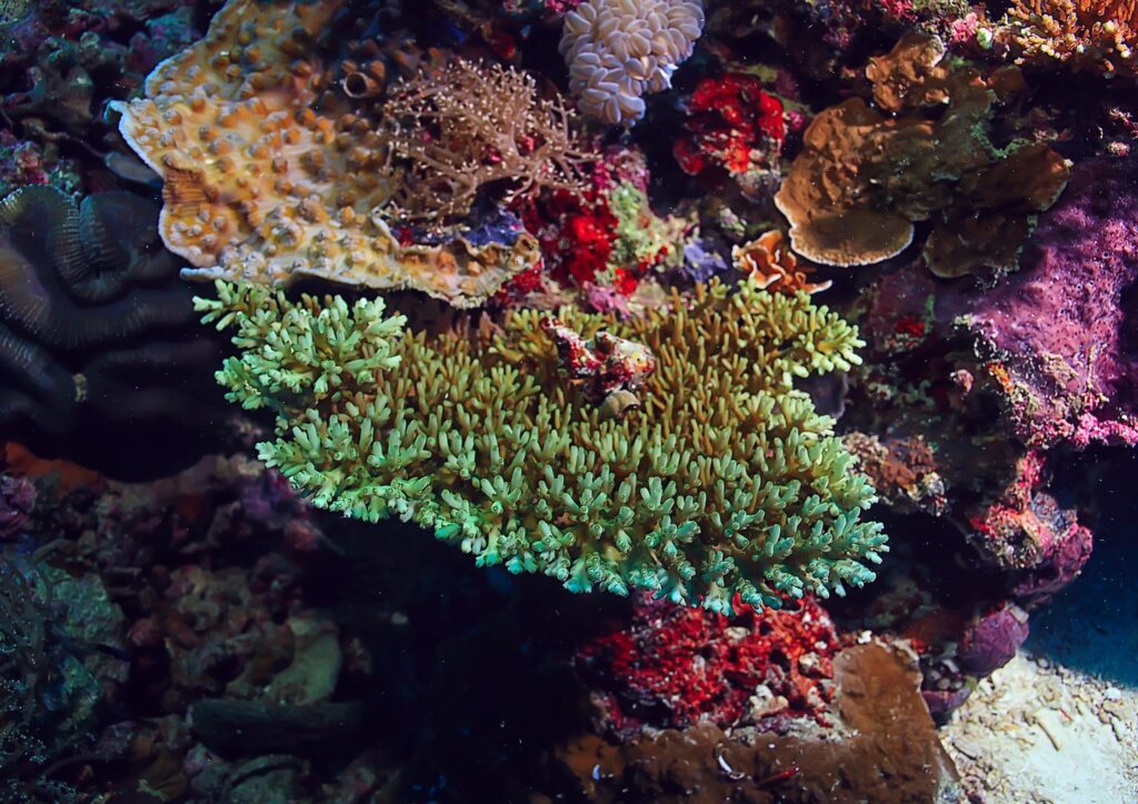 Bali Marine Ecosystem