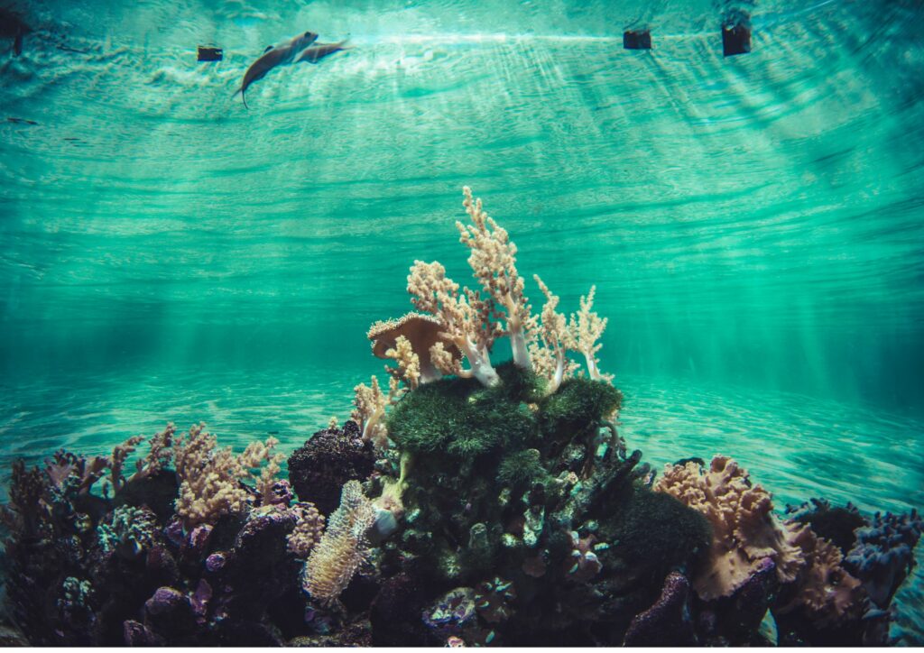 Bali Marine Ecosystem - Green coral