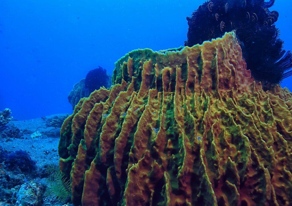 Bali Marine Ecosystem - big coral