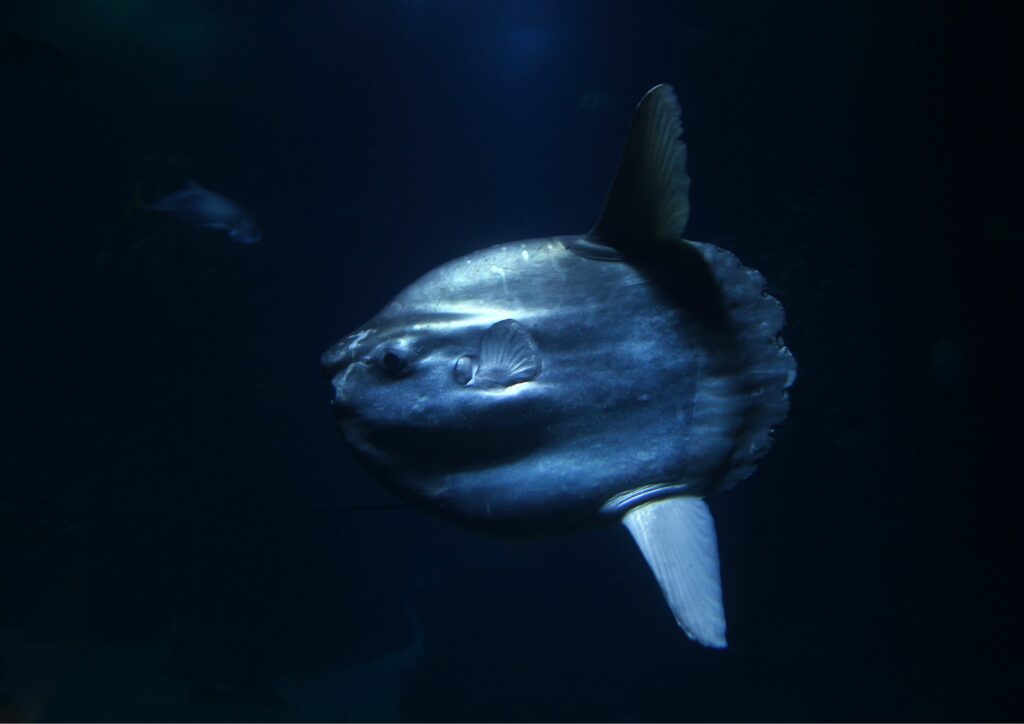 Bali Marine Ecosystem Mola Mola