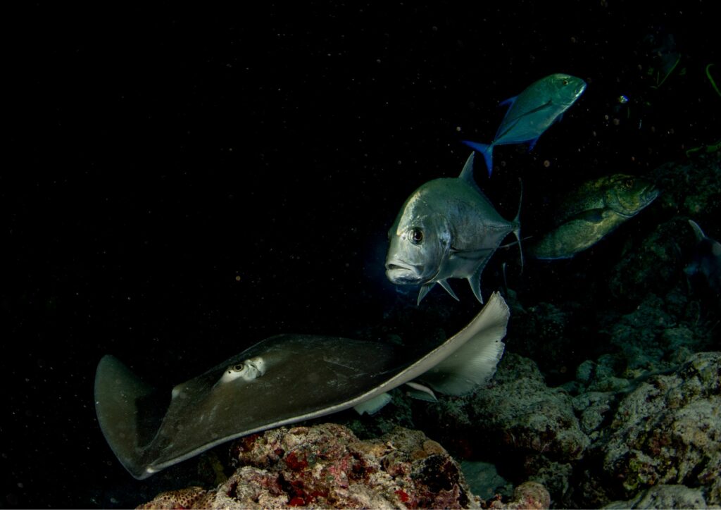 night dive fishes