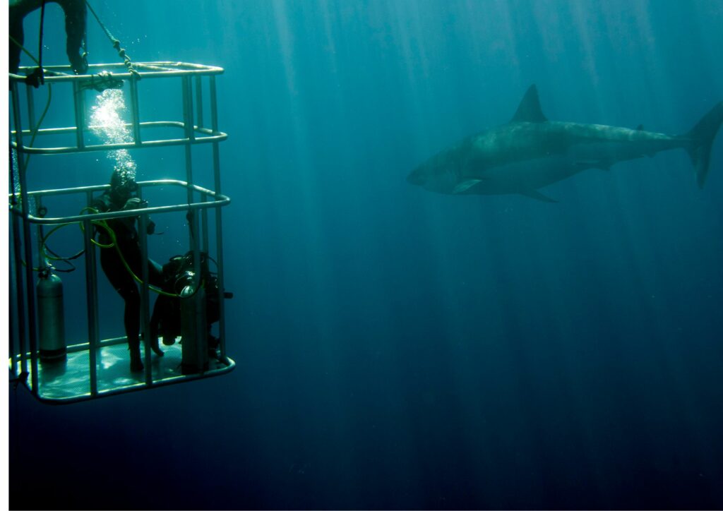 Scuba Diving Myths - Shark