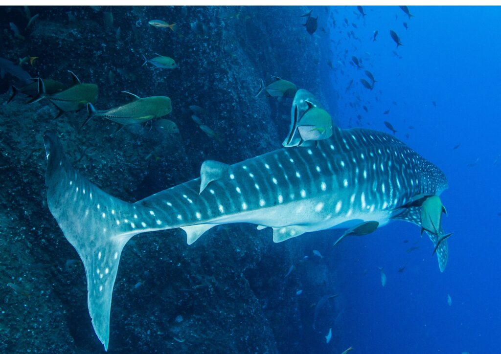 whale shark diving mexico