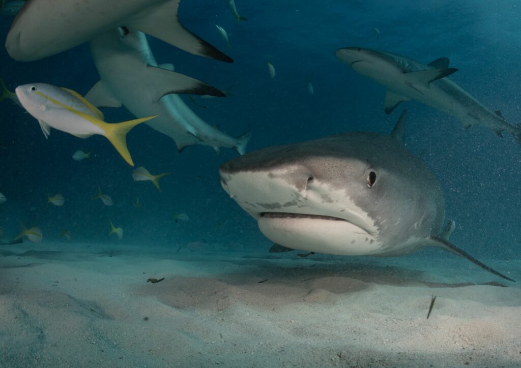 shark diving - tiger beach