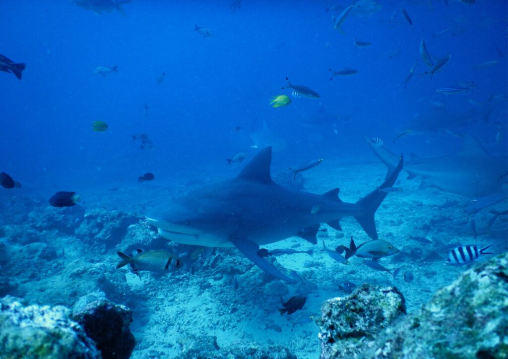 bull shark diving fiji