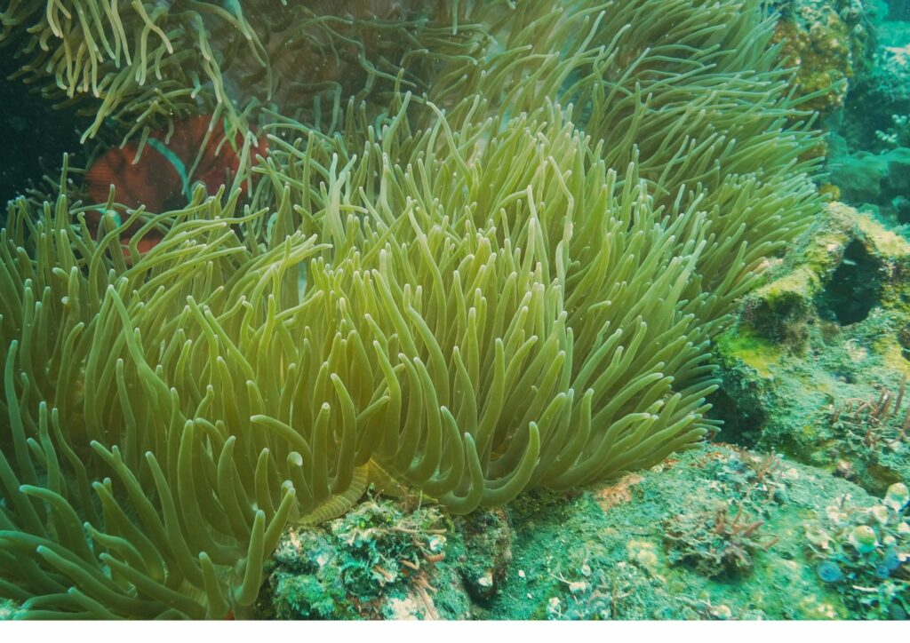 underwater acheological - corals