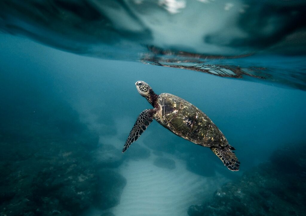 Bali Diving - Turtle