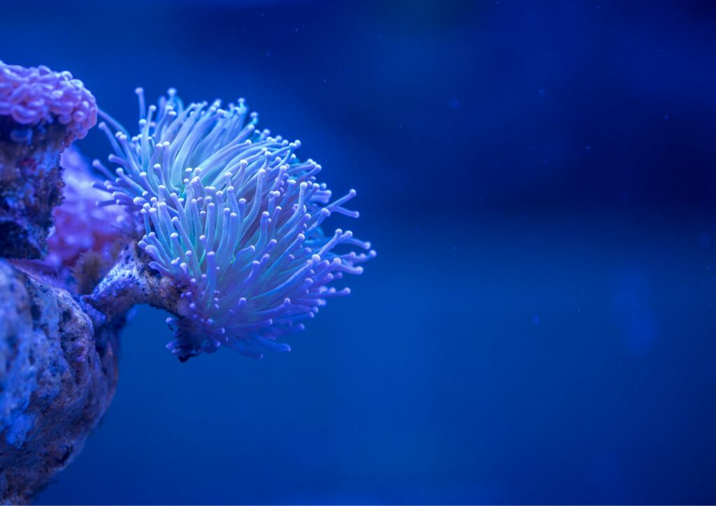 underwater photography - macro corals
