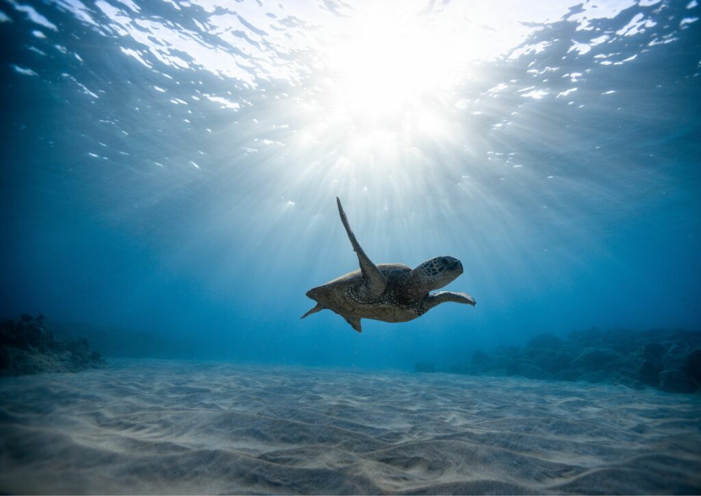 Underwater photography flying turtle
