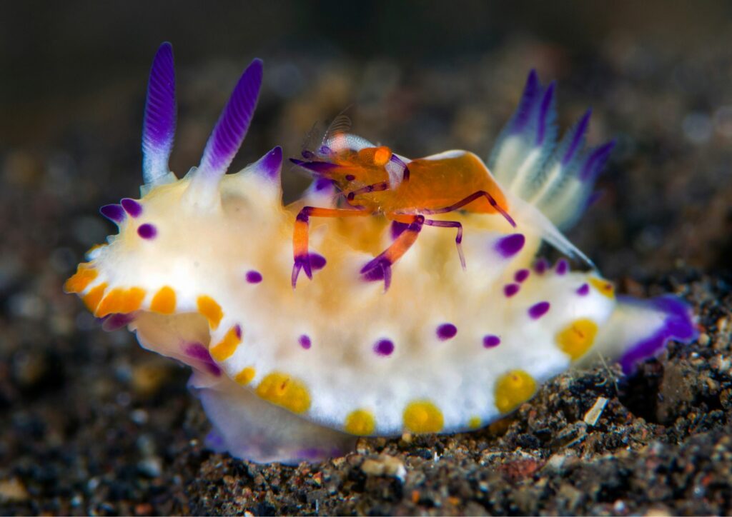 Underwater Photography - nudi branch