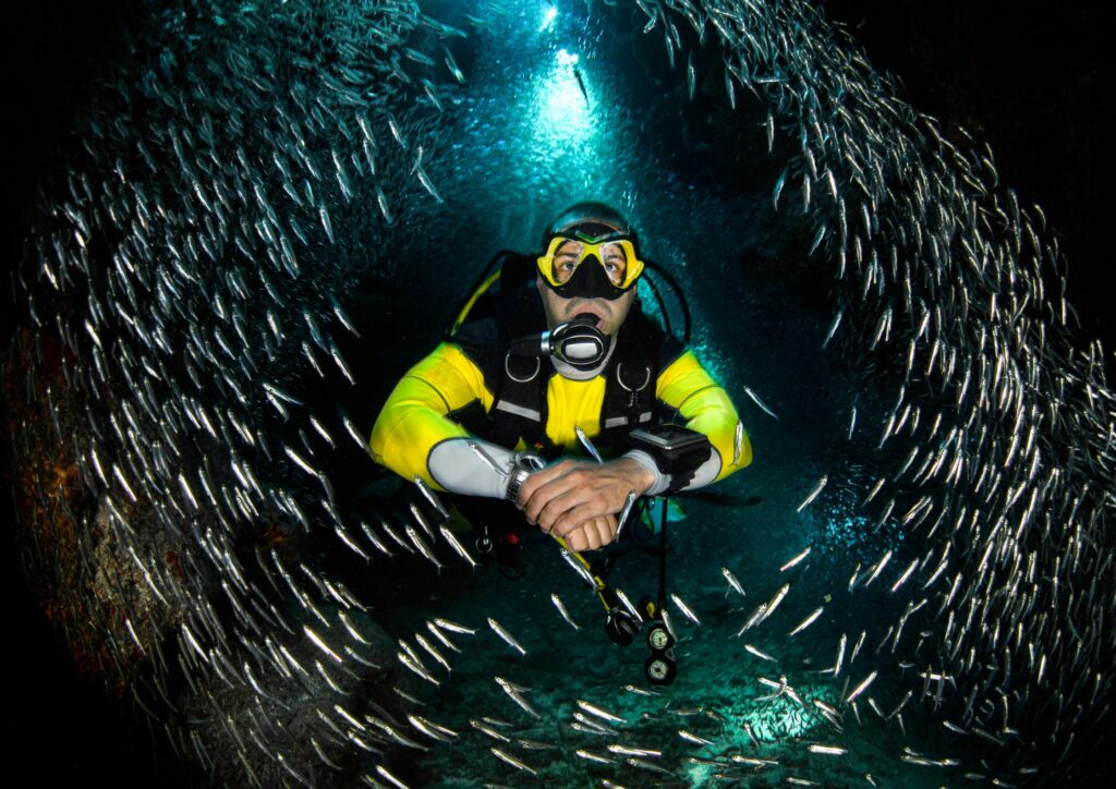 Underwater Photography - schooling fish