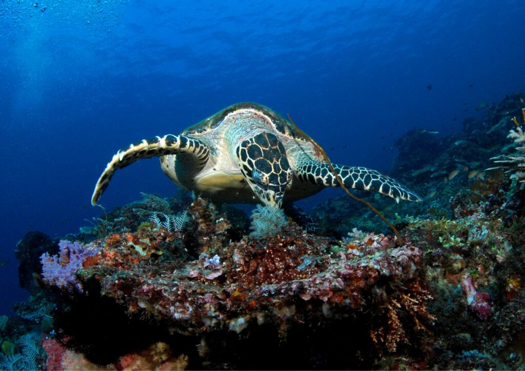 sea turtles