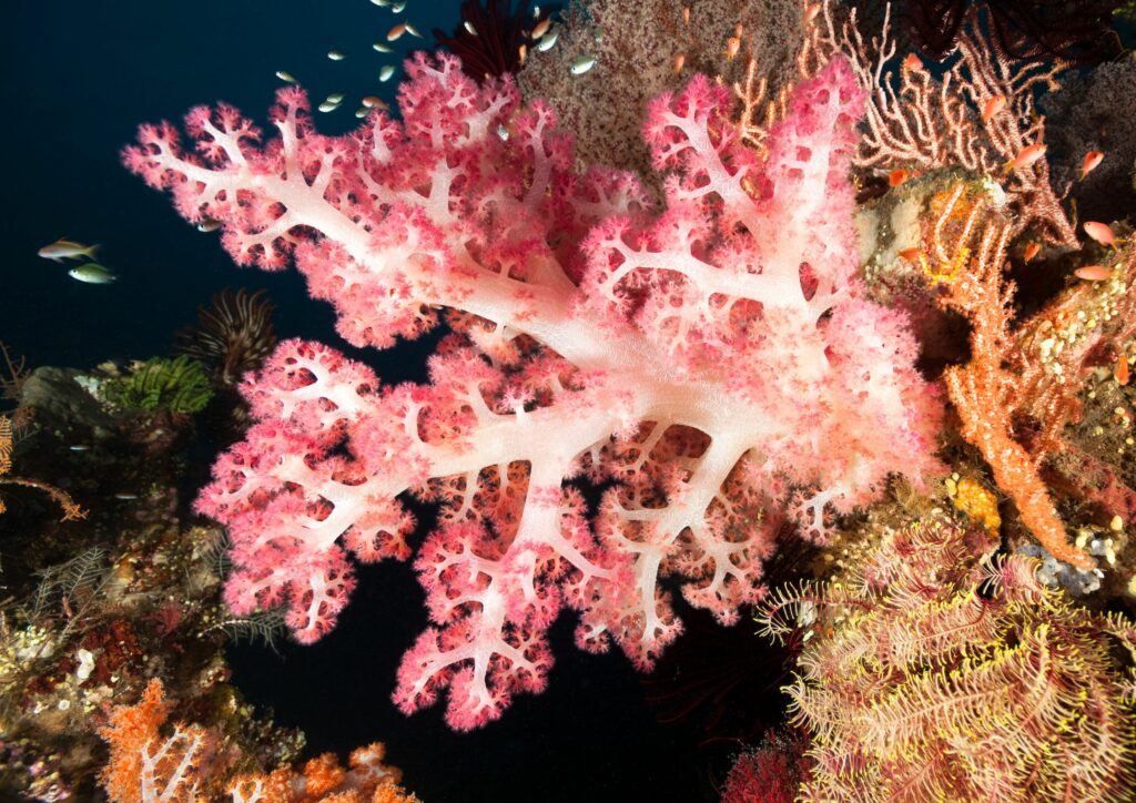 scuba diving - corals tulamben