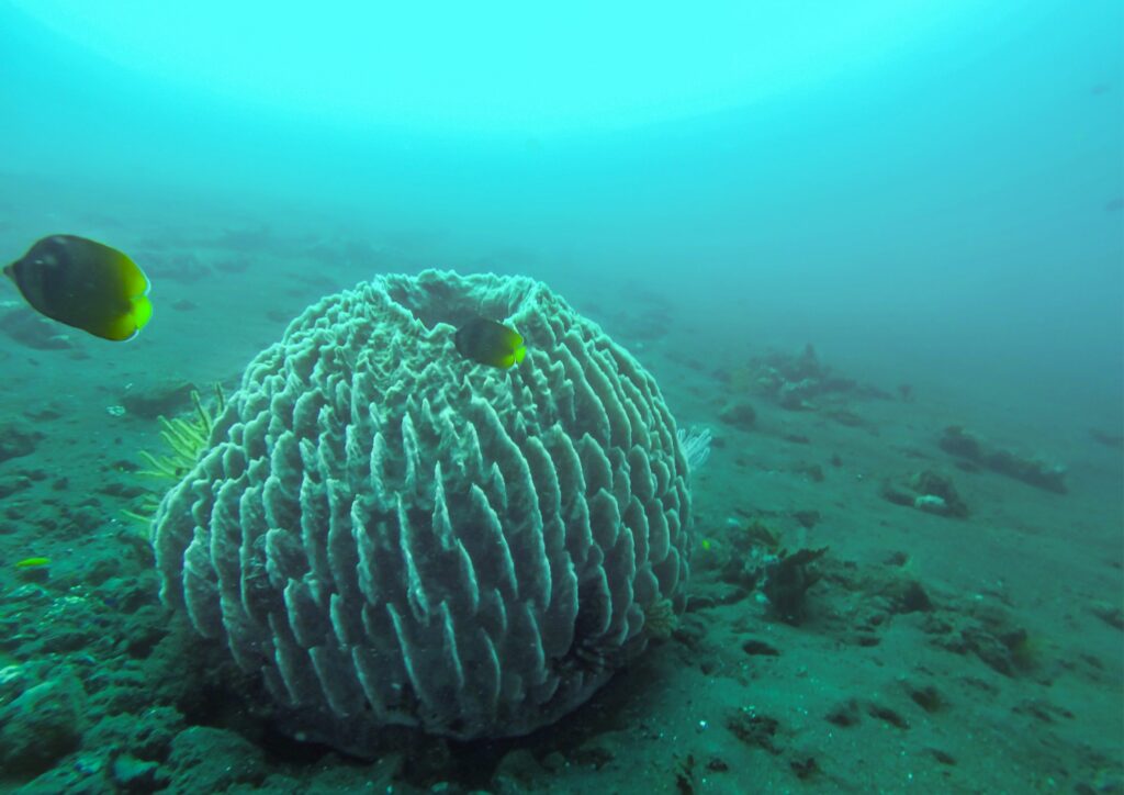 bali diving corals