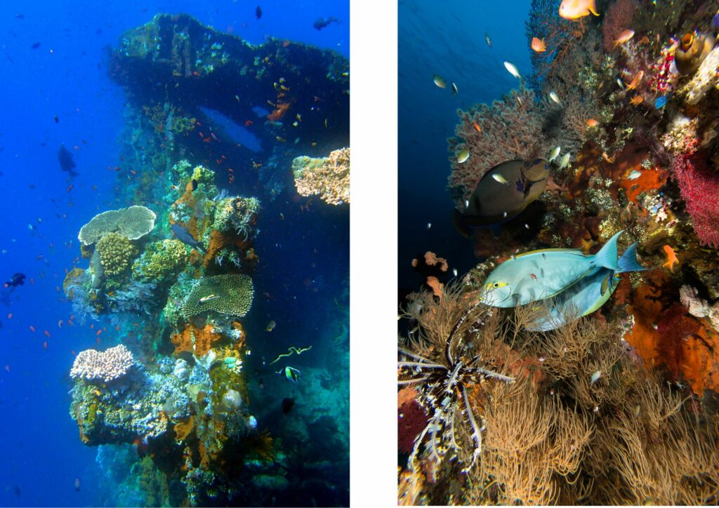 Bali diving colourful corals