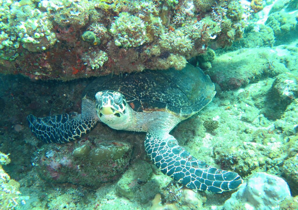 Bali diving - coral reef turtle