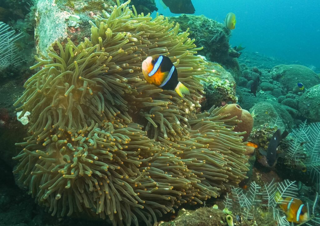Bali diving - small clown fish