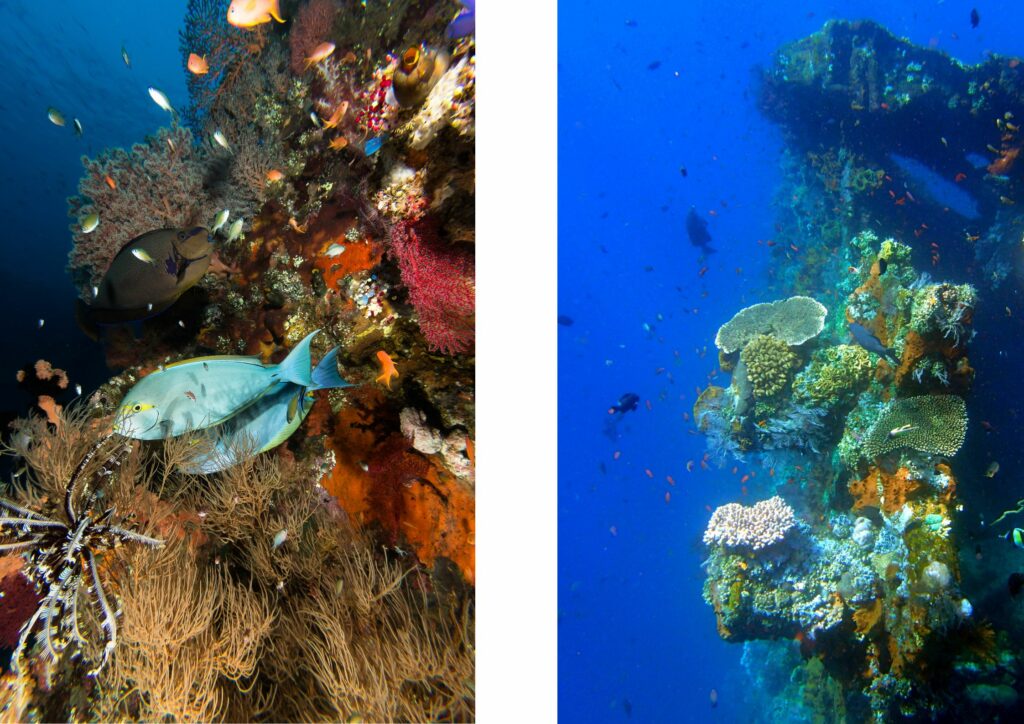 Bali diving - colourful corals