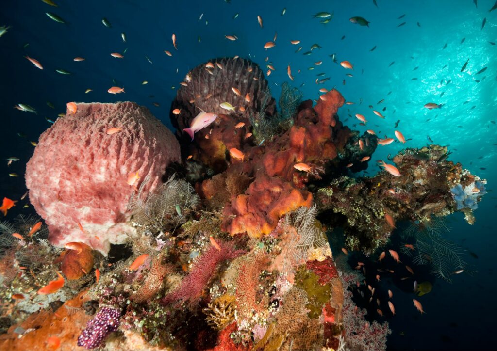 Bali's coral reefs