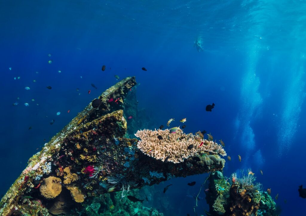 bali diving - liberty wreck