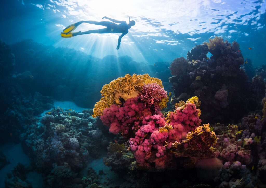 Best bali free diving courses - pink corals