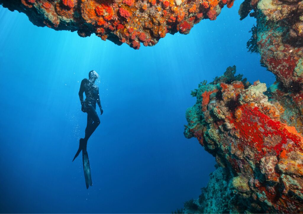 Best bali free diving courses - one diver