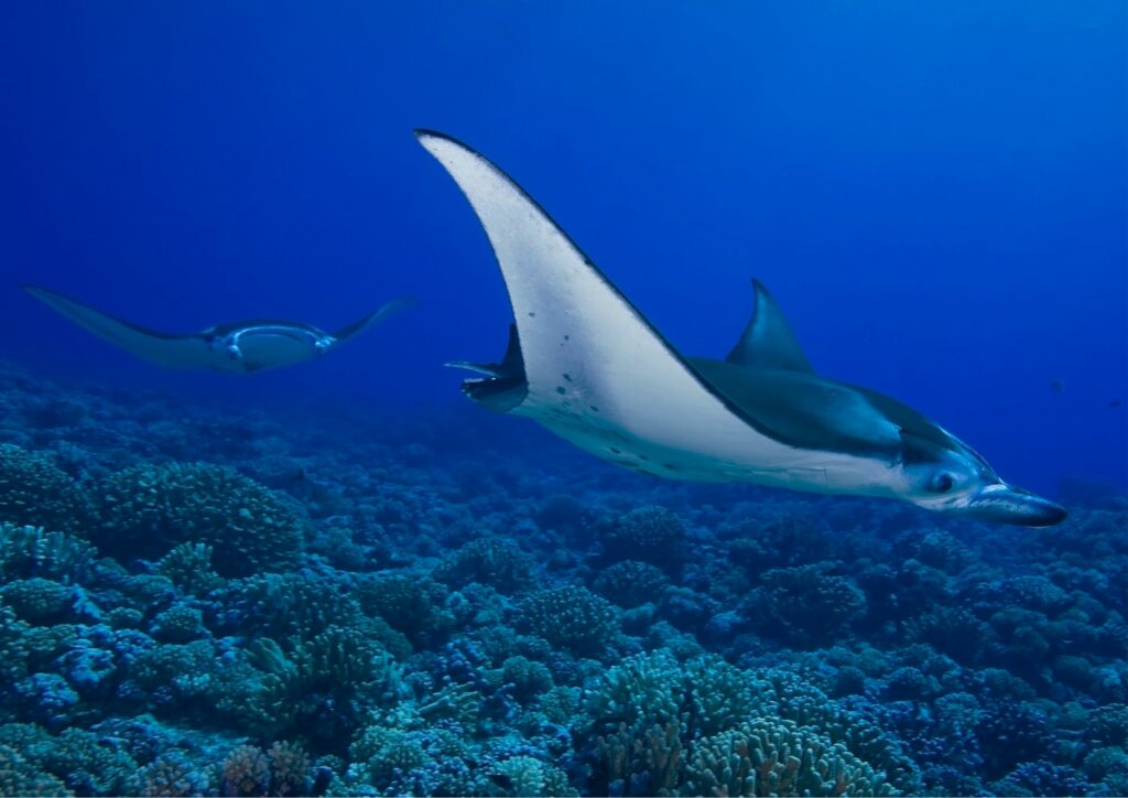 Manta point - bali diving