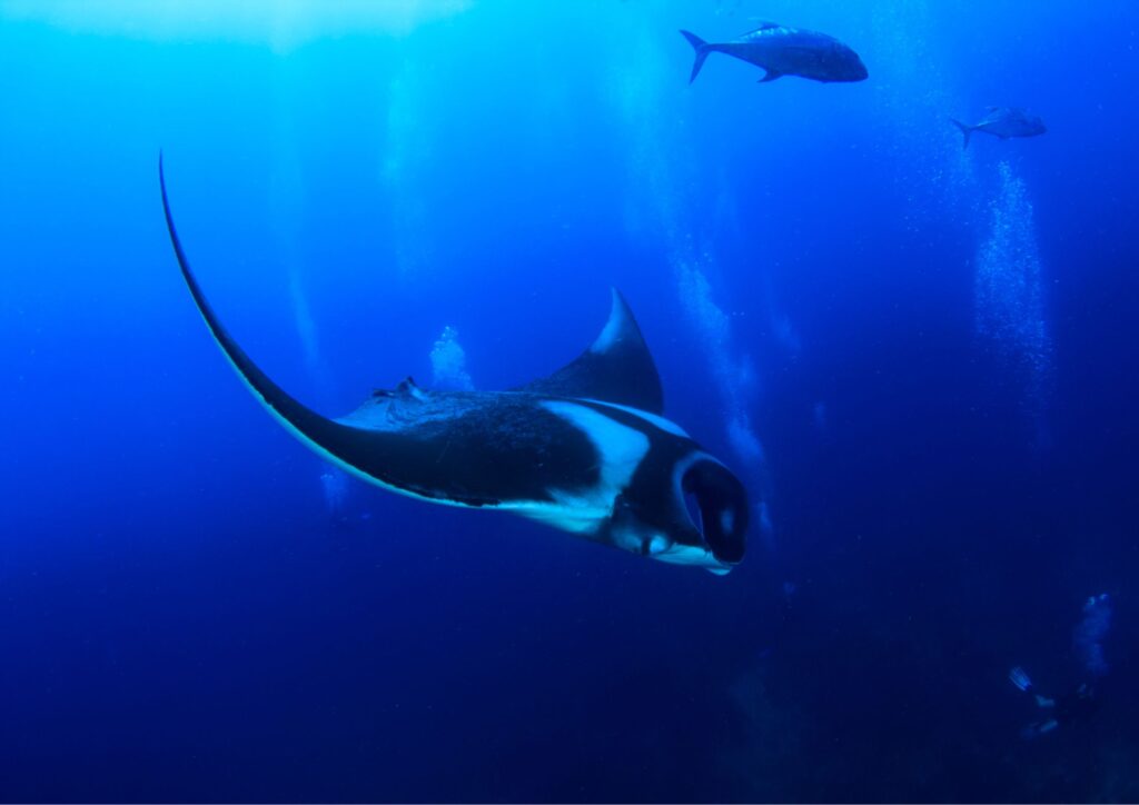 Manta Season - fish blue water