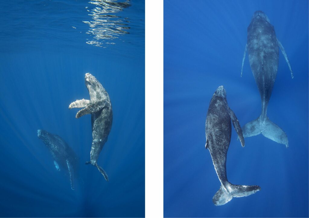 Mola Mola Season - Whales 