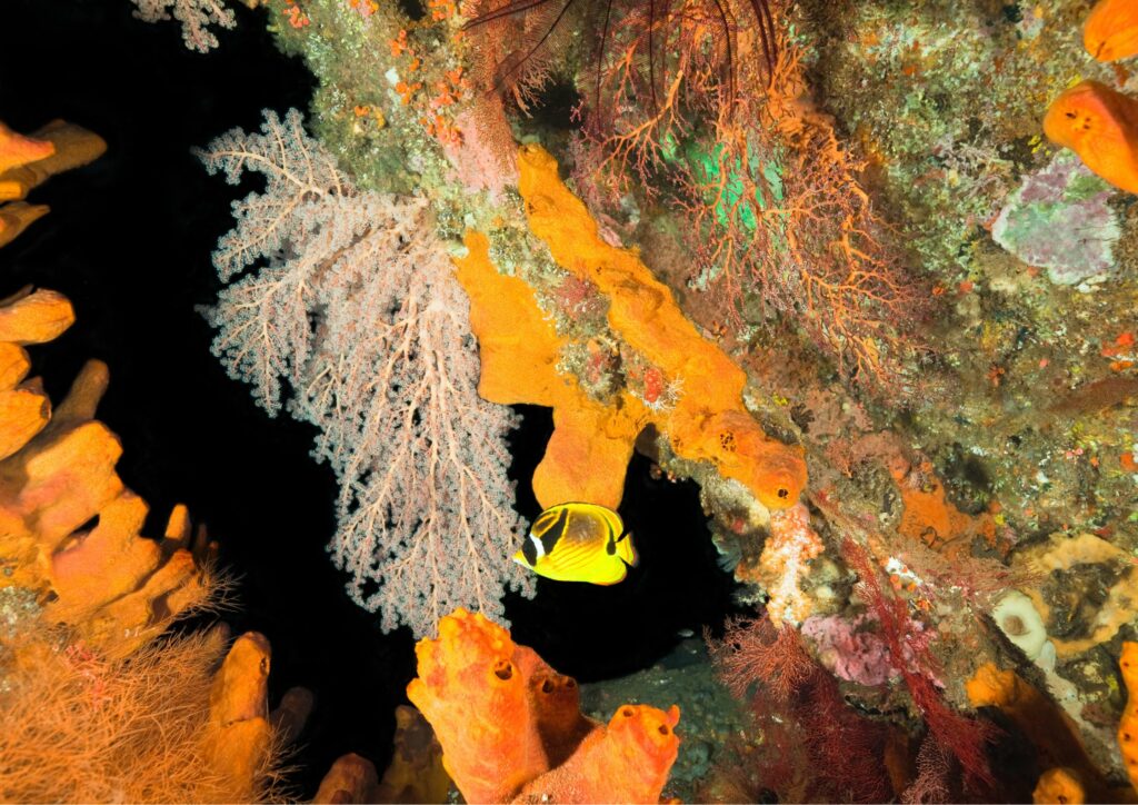 Advanced wreck diving - yellow fish