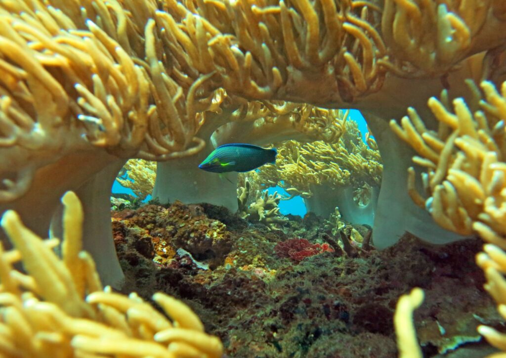 underwater world - Bali marine life