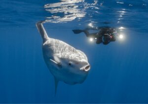 sea creatures advance diving in bali mola mola