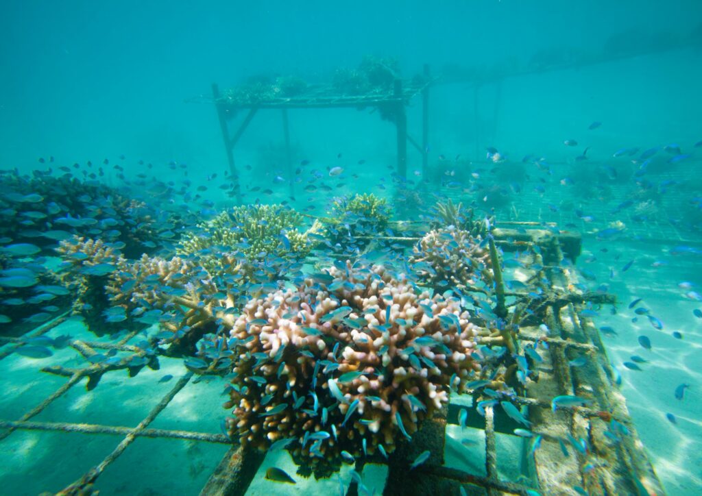 coral conservation - coral
