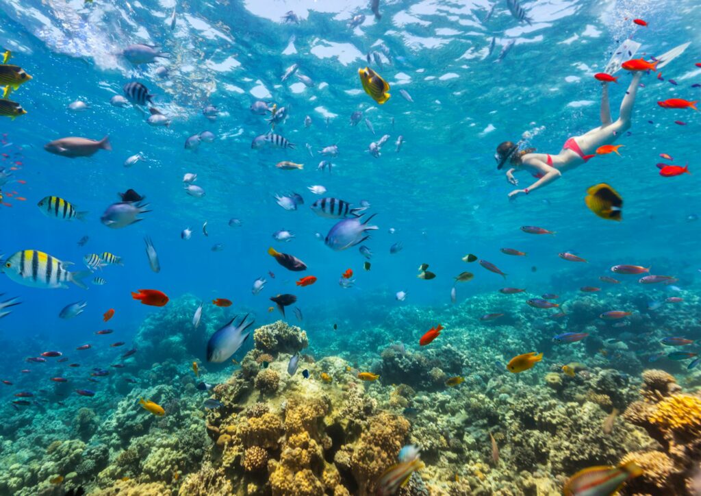 free diving in Bali - small fishes