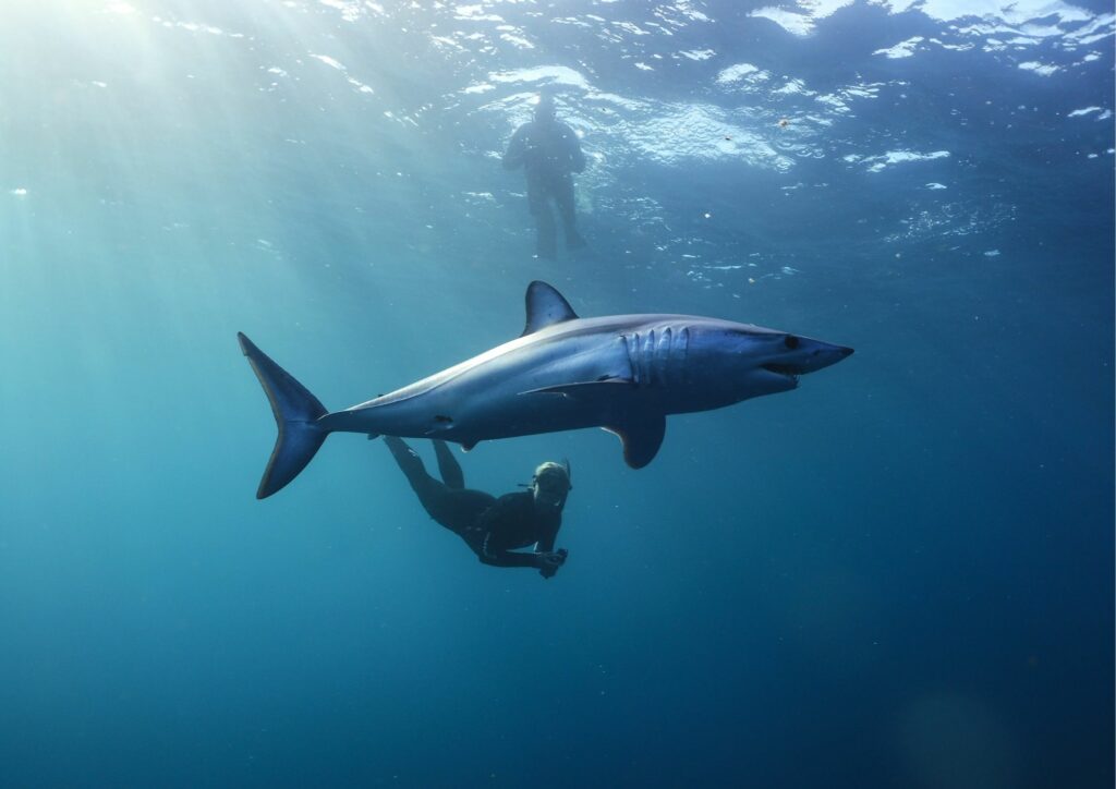 freediving with shark