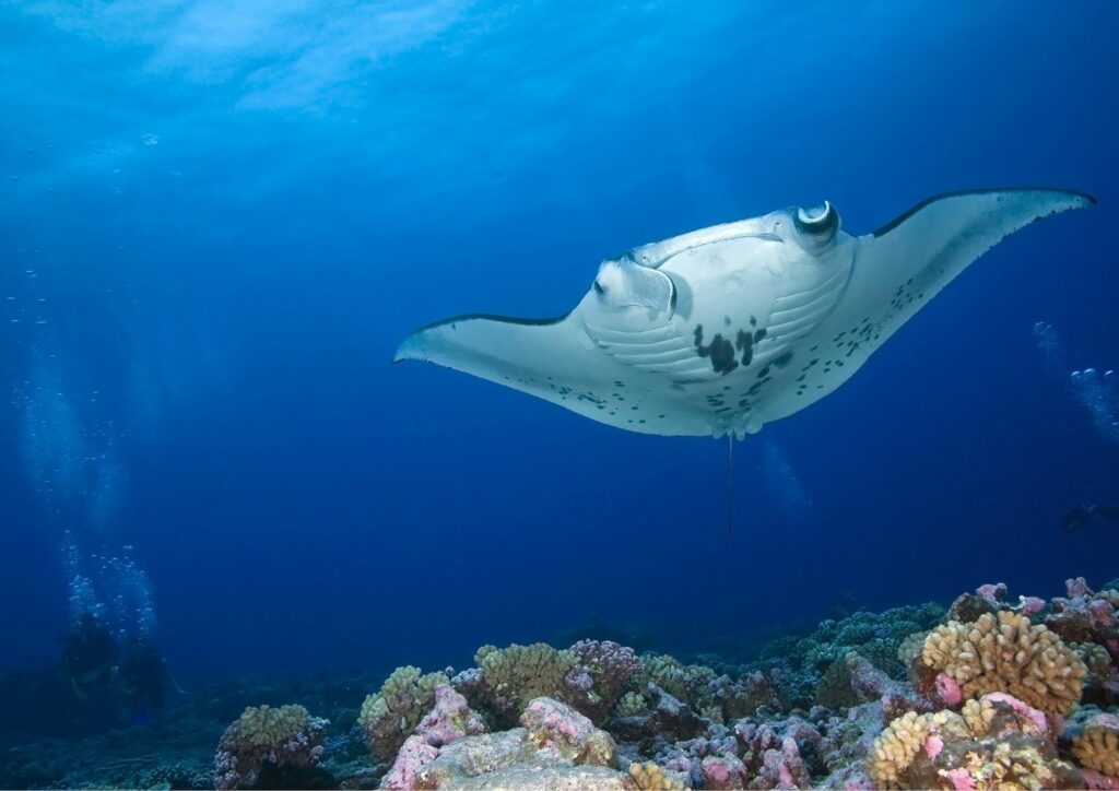 manta point bali - manta with corals