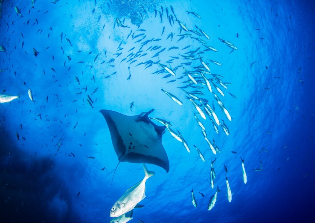 manta point diving bali