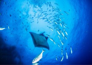 manta point bali diving