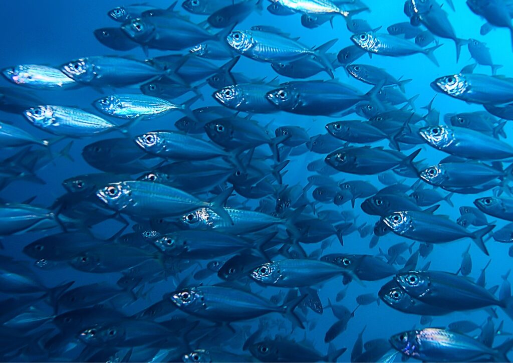 sea current - schooling fish