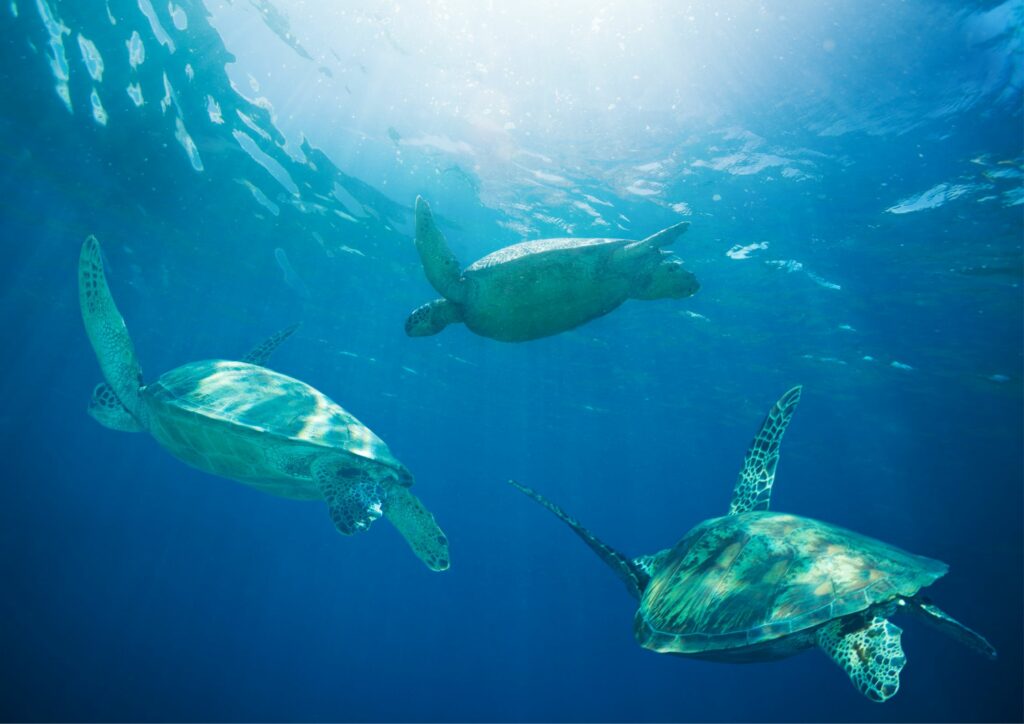sea currents - turtles