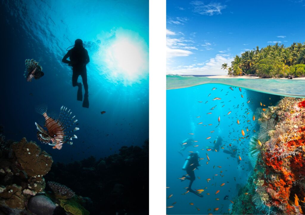 underwater divers and coral