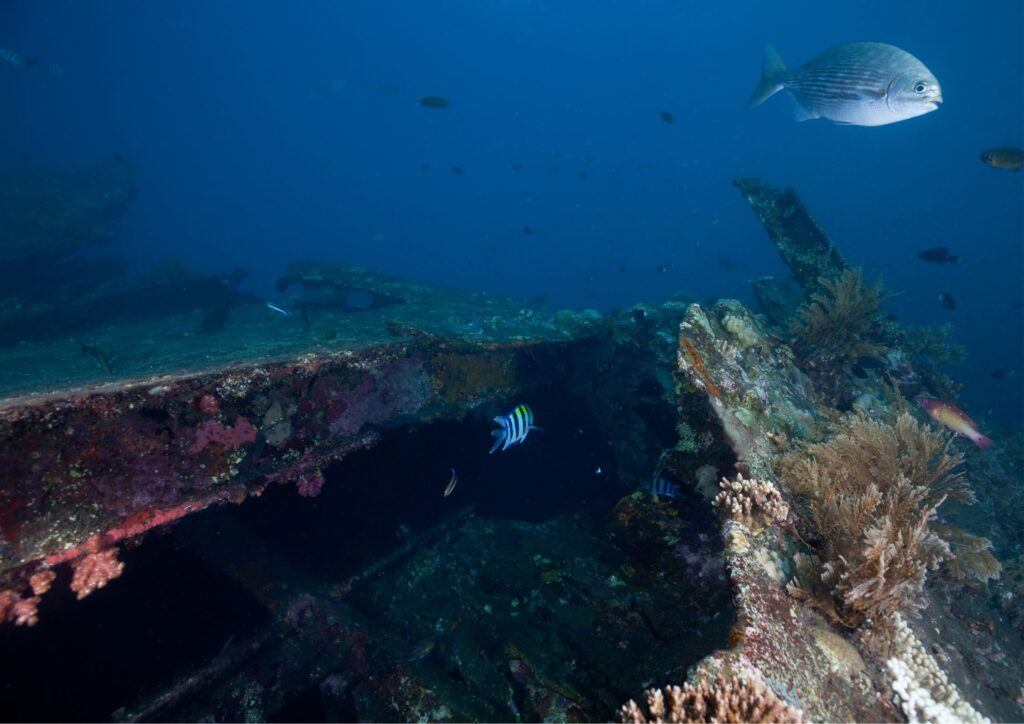 wreck diving - one fish