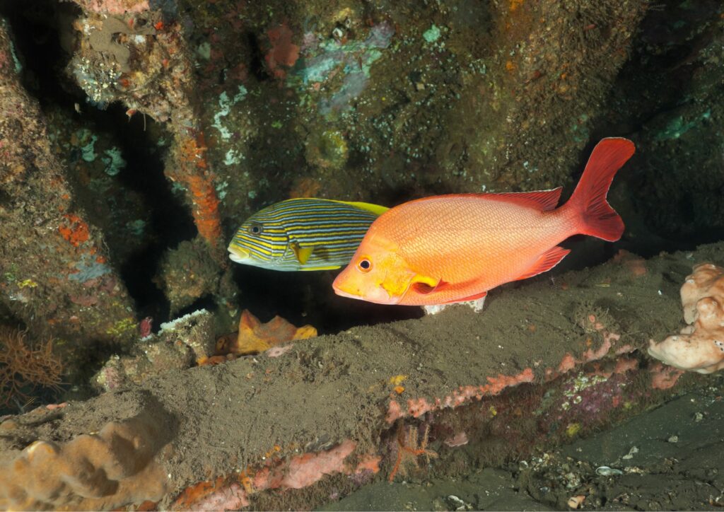 wreck diving 2 fishes