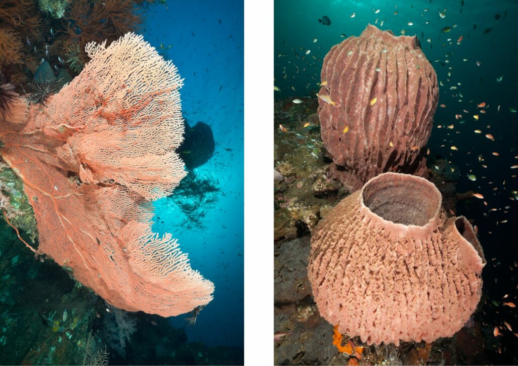 Shipwrecks Bali Diving Course - corals tulamben