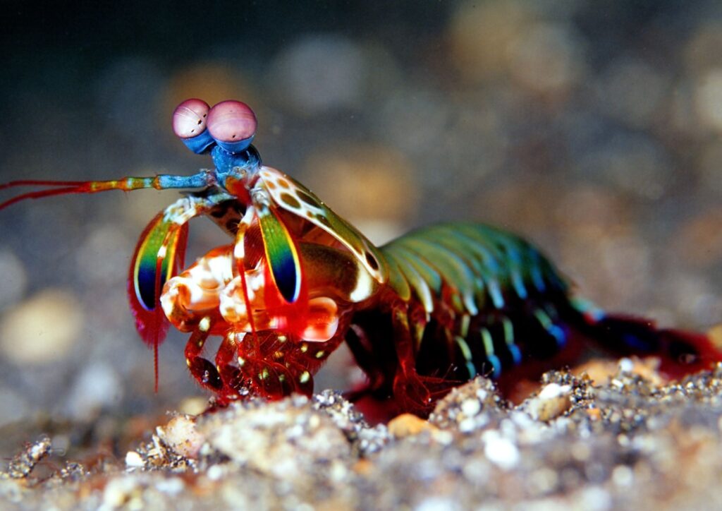 mantis shrimp - side view